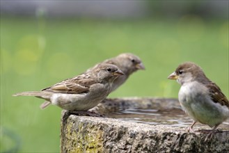 House sparrow (Passer domesticus), three, bird, bird bath, water, Three sparrows sitting on the