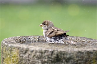 House sparrow (Passer domesticus), bird, bird bath, water, A sparrow sits in the water of a bird