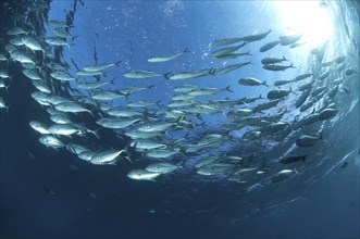 Shoal of bigeye trevallies (Caranx sexfasciatus) swimming in a circle forming gyres in blue water