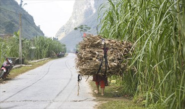 Vietnamese woman carrying harvested corn on her back, northern highlands, Ha Giang province,