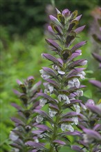 Sea dock (Acanthus mollis), North Rhine-Westphalia, Germany, Europe