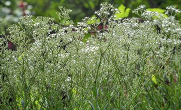 Baby's-breath (Gypsophila paniculata), North Rhine-Westphalia, Germany, Europe