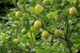 Lemon tree with fruit (Citrus x limon), North Rhine-Westphalia, Germany, Europe