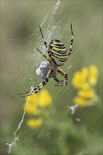 Wasp spider (Argiope bruennichi), Emsland, Lower Saxony, Germany, Europe