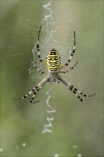 Wasp spider (Argiope bruennichi), Emsland, Lower Saxony, Germany, Europe