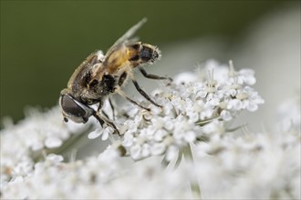 Dead head fly (Myathropa florea), Emsland, Lower Saxony, Germany, Europe