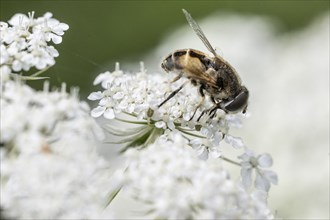 Dead head fly (Myathropa florea), Emsland, Lower Saxony, Germany, Europe