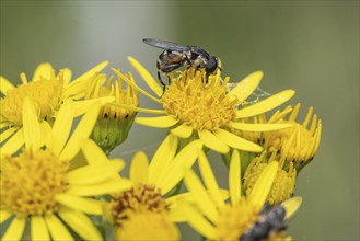 Thick-legged hoverfly (Syritta pipiens), Emsland, Lower Saxony, Germany, Europe