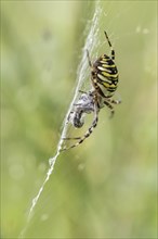 Wasp spider (Argiope bruennichi), Emsland, Lower Saxony, Germany, Europe