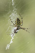 Wasp spider (Argiope bruennichi), Emsland, Lower Saxony, Germany, Europe