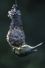 Blue tit (Parus caerulea) at a tit dumpling, Emsland, Lower Saxony, Germany, Europe