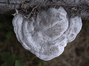 White large tree fungus (xylobiont), Fürstenberg/Havel, Brandenburg, Germany, Europe