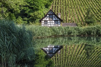 Historic half-timbered house and vineyard reflected in a pond Ittingen Charterhouse,