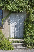 Old wooden door surrounded by vines, Ittingen Charterhouse, Warth-Weiningen near Frauenfeld, Canton