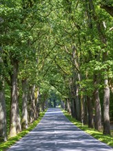 Allee near Neuruppin, Brandenburg, Germany, Europe