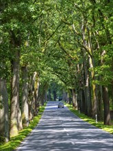 Trabant, Trabbi, on an avenue near Neuruppin, Brandenburg, Germany, Europe