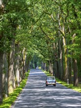 Trabant, Trabbi, on an avenue near Neuruppin, Brandenburg, Germany, Europe