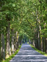 Allee near Neuruppin, Brandenburg, Germany, Europe