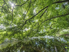 Tree branches reflected in the Havel, Fürstenberg/Havel, Brandenburg, Germany, Europe