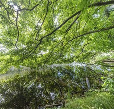 Tree branches reflected in the Havel, Fürstenberg/Havel, Brandenburg, Germany, Europe