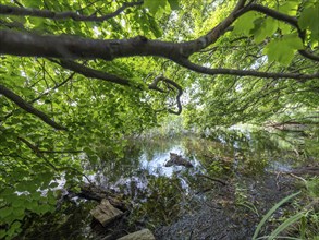 Tree branches reflected in the Havel, Fürstenberg/Havel, Brandenburg, Germany, Europe