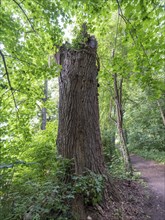 Dead tree trunk on the banks of the Havel, Fürstenberg/Havel, Brandenburg, Germany, Europe