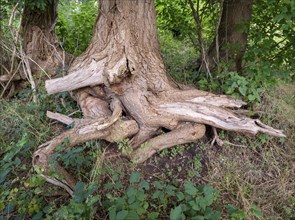 Tree root on the banks of the Havel, Fürstenberg/Havel, Brandenburg, Germany, Europe