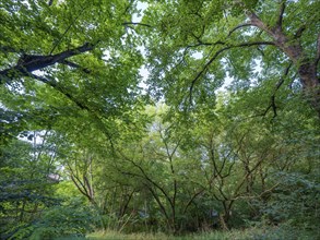 Trees on the banks of the Havel, Fürstenberg/Havel, Brandenburg, Germany, Europe