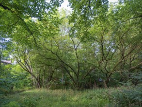 Trees on the banks of the Havel, Fürstenberg/Havel, Brandenburg, Germany, Europe