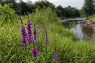 Green island in the Kocher valley near Schwäbisch Hall, Purple loosestrife (Lythrum salicaria), bee