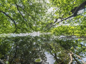 Tree branches reflected in the Havel, Fürstenberg/Havel, Brandenburg, Germany, Europe