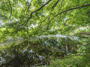 Tree branches reflected in the Havel, Fürstenberg/Havel, Brandenburg, Germany, Europe