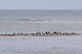 Ducks and birds on a sandbank at the Kniephaken, Wadden Sea National Park, Amrum, North Sea island,