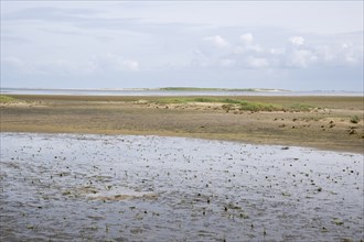 Landscape at the Kniephaken, low tide, Wadden Sea National Park, Amrum, North Sea island, North