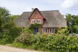 Frisian house with thatched roof, hedge with dog roses, Amrum, North Sea island, North Frisia,