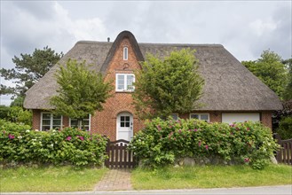 Frisian house with thatched roof, hedge with dog roses, Amrum, North Sea island, North Frisia,