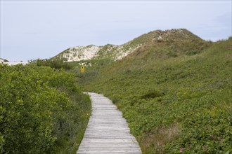 Boardwalk through the dunes, Amrum, North Sea island, North Frisia, Schleswig-Holstein, Germany,