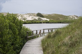 Boardwalk at Wriakhörnsee, dunes, Amrum, North Sea island, North Frisia, Schleswig-Holstein,