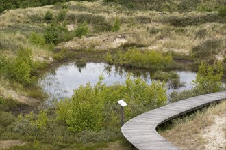 Boardwalk and pond, dune landscape, Amrum, North Sea island, North Frisia, Schleswig-Holstein,