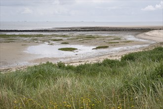 Landscape at the Kniephaken, Schleswig-Holstein Wadden Sea National Park, North Sea coast, Amrum,