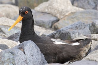 Breeding oystercatcher (Haemathopus ostralegus) sitting between stones, Schleswig-Holstein Wadden