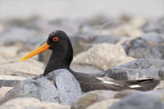 Breeding oystercatcher (Haemathopus ostralegus) sitting between stones, Schleswig-Holstein Wadden