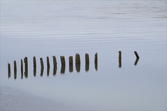 Groynes on the North Sea coast, Schleswig-Holstein Wadden Sea National Park, Amrum, North Sea