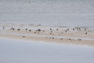 Landscape at Kniephaken, resting place for birds, Schleswig-Holstein Wadden Sea National Park,