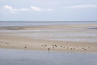 Landscape at Kniephaken, resting place for birds, Schleswig-Holstein Wadden Sea National Park,