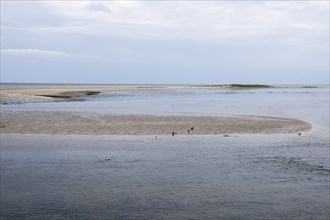 Landscape at the Kniephaken, Schleswig-Holstein Wadden Sea National Park, North Sea coast, Amrum,