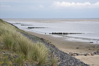 Landscape at the Kniephaken, marram grass and groynes, Schleswig-Holstein Wadden Sea National Park,