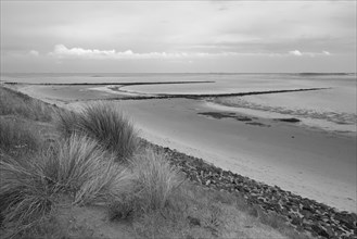 Landscape at Kniephaken at low tide, beach grass and groynes, Schleswig-Holstein Wadden Sea