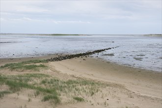 Landscape at the Kniephaken, marram grass and groynes, Schleswig-Holstein Wadden Sea National Park,