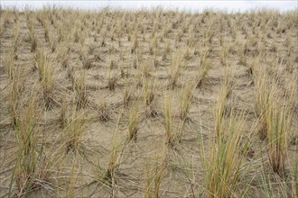 Culm planting on the dune, dune grass, marram grass, North Sea coast, Amrum, North Sea island,